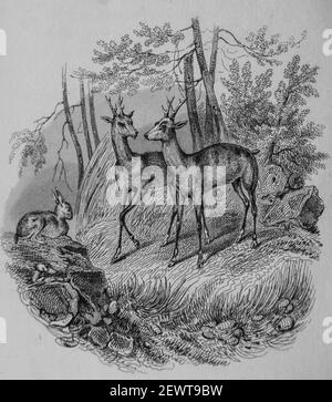 le lievreses deux amis et les chevreuils, fables de florian illustrees par victor adam ,editeur delloye,desme 1838 Stock Photo