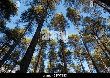Looking up through forest of Scots Pine trees against blue sky, Berkshire, England, UK Stock Photo