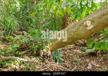 Toppled Otaheite Apple Tree Stock Photo