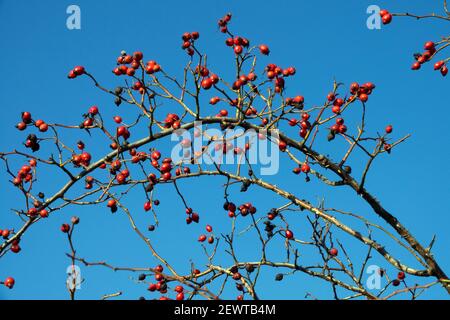 Dog rose Rosa canina red berries rose hips, clear sky Stock Photo