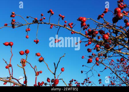 Rosa canina Dog rose Rose hips berries blue sky background Stock Photo