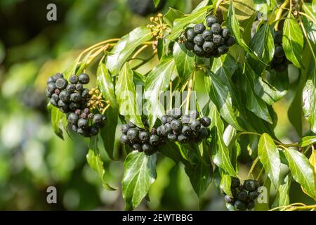 Common ivy berries (Hedera helix), UK Stock Photo