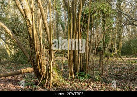 Coppiced hazel trees (Corylus avellana) in English woodland. Several years after a hard prune, long straight stems ready for cutting have grown, UK Stock Photo