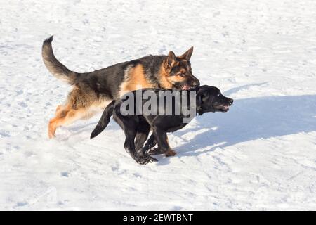 Labrador retriever puppy and german shepherd dog are running on white snow in the winter park. Pet animals. Purebred dog. Stock Photo