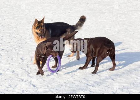 Two labrador retrievers and german shepherd dog are playing on white snow in the winter park. Pet animals. Purebred dog. Stock Photo