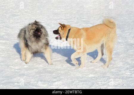 Cute american akita puppy and deutscher wolfspitz puppy are playing on white snow in the winter park. Pet animals. Purebred dog. Stock Photo