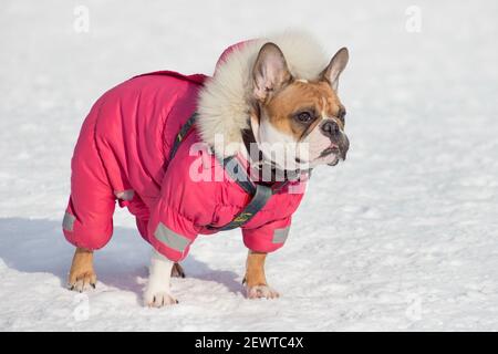 French bulldog winter clearance clothes