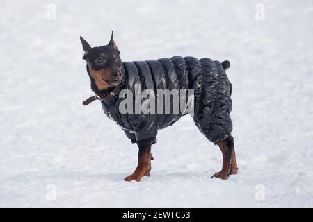 Cute miniature pinscher puppy in black pet clothing is standing on a white snow in the winter park. Pet animals. Purebred dog Stock Photo Alamy