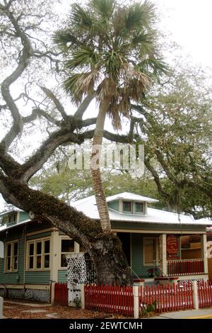 St. Augustine, FL - Love Tree