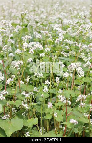 Buckwheat plant on agriculture field bloomong with white flowers, eco farming background or texture, closeup, organic agriculture and horticulture con Stock Photo