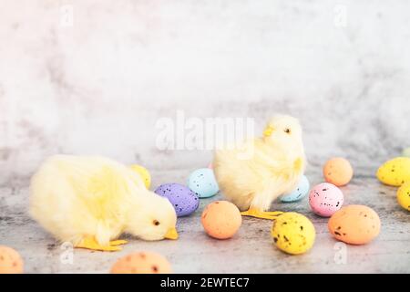 Easter eggs and toy chicks on a gray background. Stock Photo