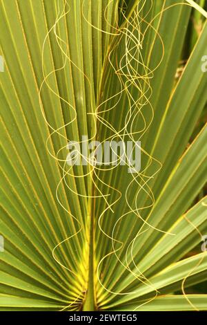 Washingtonia filifera (California fan palm/ desert fan palm). Underside of leaf from young palm. Stock Photo