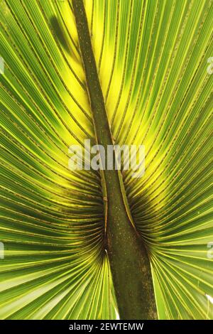 Washingtonia filifera (California fan palm/ desert fan palm). Underside of leaf from young palm. Stock Photo