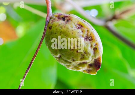 Isolated Ripe Terminalia Catappa Almond Stock Photo