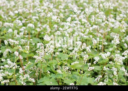 Buckwheat plant on agriculture field bloomong with white flowers, eco farming background or texture, closeup, organic agriculture and horticulture con Stock Photo