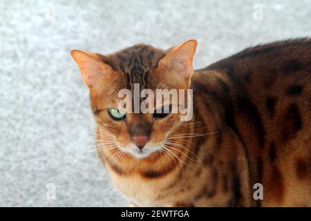 Somali Fluffy Cat 2ドル銀貨 Somali Fluffy Cat 2ドル銀貨 - メルカリ