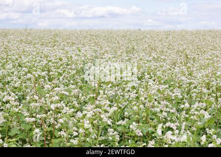 Buckwheat plant on agriculture field bloomong with white flowers, eco farming background or texture, closeup, organic agriculture and horticulture con Stock Photo