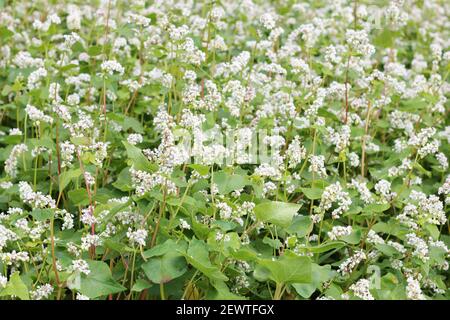 Buckwheat plant on agriculture field bloomong with white flowers, eco farming background or texture, closeup, organic agriculture and horticulture con Stock Photo