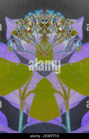 PL00001-00...WASHINGTON - A mirror montage image of an early blooming Cascara blossom and leaves peeking out of the ice. Stock Photo