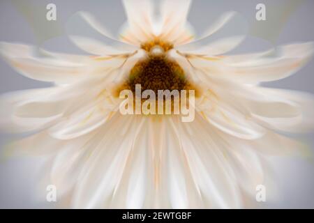 PL00022-00...WASHINGTON - Mirror montage of a daisy type flower in a art image shot with a Lens Baby Sweet Spot 50. Stock Photo
