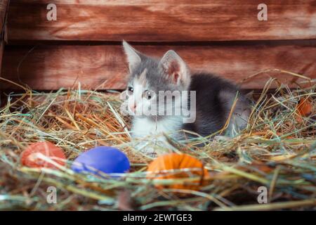 easter hunt little tricolor kitten in a chicken coop with colorful eggs Stock Photo