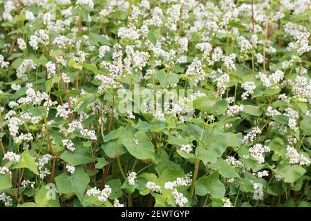 Buckwheat plant on agriculture field bloomong with white flowers, eco farming background or texture, closeup, organic agriculture and horticulture con Stock Photo