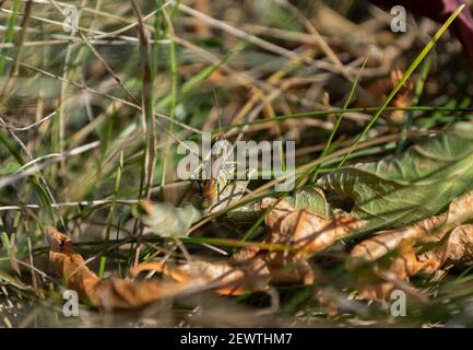 Green grasshopper close-up in the grass. Yellow-green background. Stock Photo