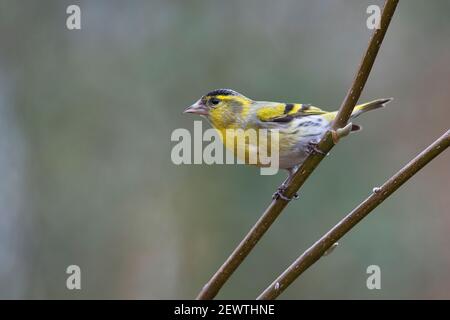Adult male Eurasian siskin (Carduelis spinus) perched in a garden tree