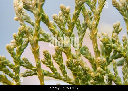 A green twig of thuja in a macro photo Stock Photo