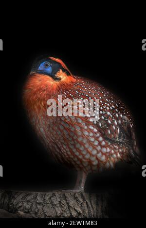 Horned pheasant in attire vestment Tragopan Temminka one of the most attractive breeding pheasants in the world on black background Stock Photo