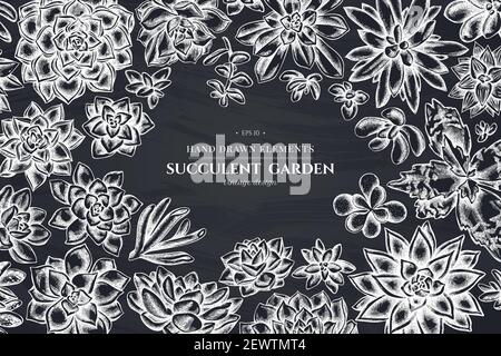 Floral design with chalk succulent echeveria, succulent echeveria, succulent Stock Vector