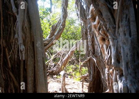 Roots of a banyan tree in Florida, USA Stock Photo