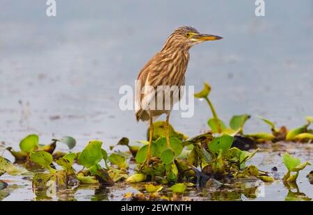 Grey Heron bird sitting on hyacinth floating on water Stock Photo