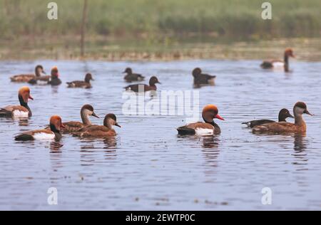 Red crested pochard birds with common coot ducks swimming in a lake Stock Photo