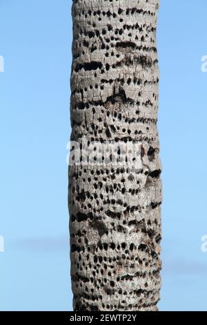 Hundreds of holes drilled by sapsuckers in the trunk of a palm tree in Florida, USA Stock Photo