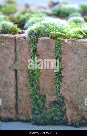 Moss Growing On A House Brick - Bryophyta - Non-Vascular Plant - Green Moss - Garden - Plant Growth - Moss In Cracks Of House Brick -  Yorkshire UK Stock Photo