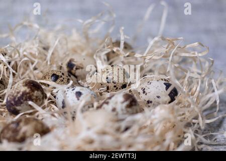 close up of quail eggs in a nest of dry grass. easter eggs. copy space for advertising of food or restaurant menu design. Stock Photo