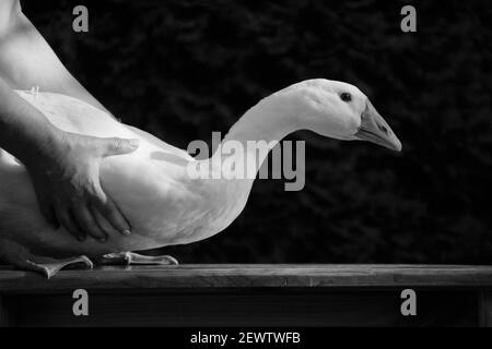 Black-and-white monochrome photo of a bird goose, which is put on a bench, holding a man, horizontal photo Stock Photo