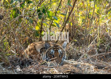 Wild royal bengal tiger closeup or portrait with eye contact at dhikala zone of jim corbett national park or tiger reserve uttarakhand india - panther Stock Photo