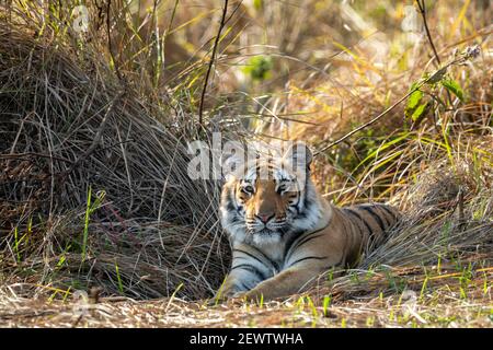 Wild royal bengal tiger closeup or portrait with eye contact at dhikala zone of jim corbett national park or tiger reserve uttarakhand india - panther Stock Photo