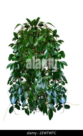 tropical plant Hoya, ivy, Liana, creeping plant. houseplant for home and office isolated on white background Stock Photo