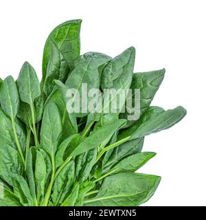 Spinach leaves isolated on white background. Stock Photo