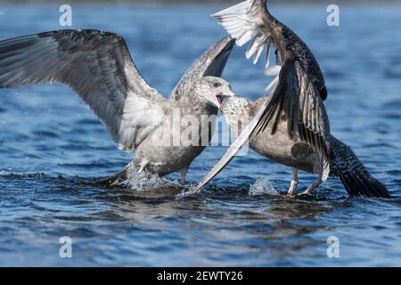 Juvenile great-black-backed gull altercation Stock Photo