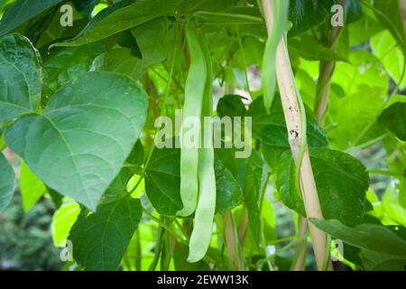 French beans (common beans) growing on a climbing Hunter French bean plant in a garden in England, UK Stock Photo