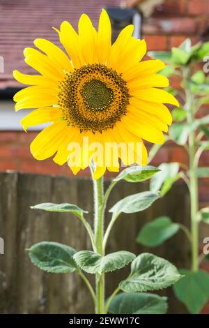 Giant single sunflowers growing in pots in a garden, UK Stock Photo