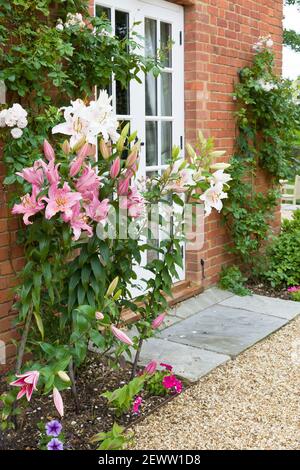 Oriental lilies, lily flower border in an English garden, UK Stock Photo