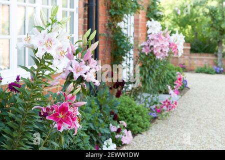 Flower border in an English garden with Oriental lilies, lily, UK Stock Photo