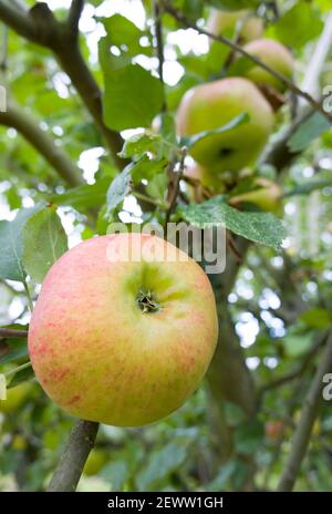 Closeup of bramley cooking apple growing in a tree in UK Stock Photo