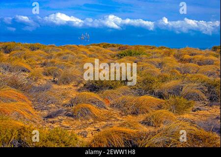 Red Bluff area on the coastline at Kalbarri   Western Australia Stock Photo