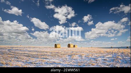 Round hay bales on a winter harvested field on the Canadian prairies in Rocky View County Alberta. Stock Photo